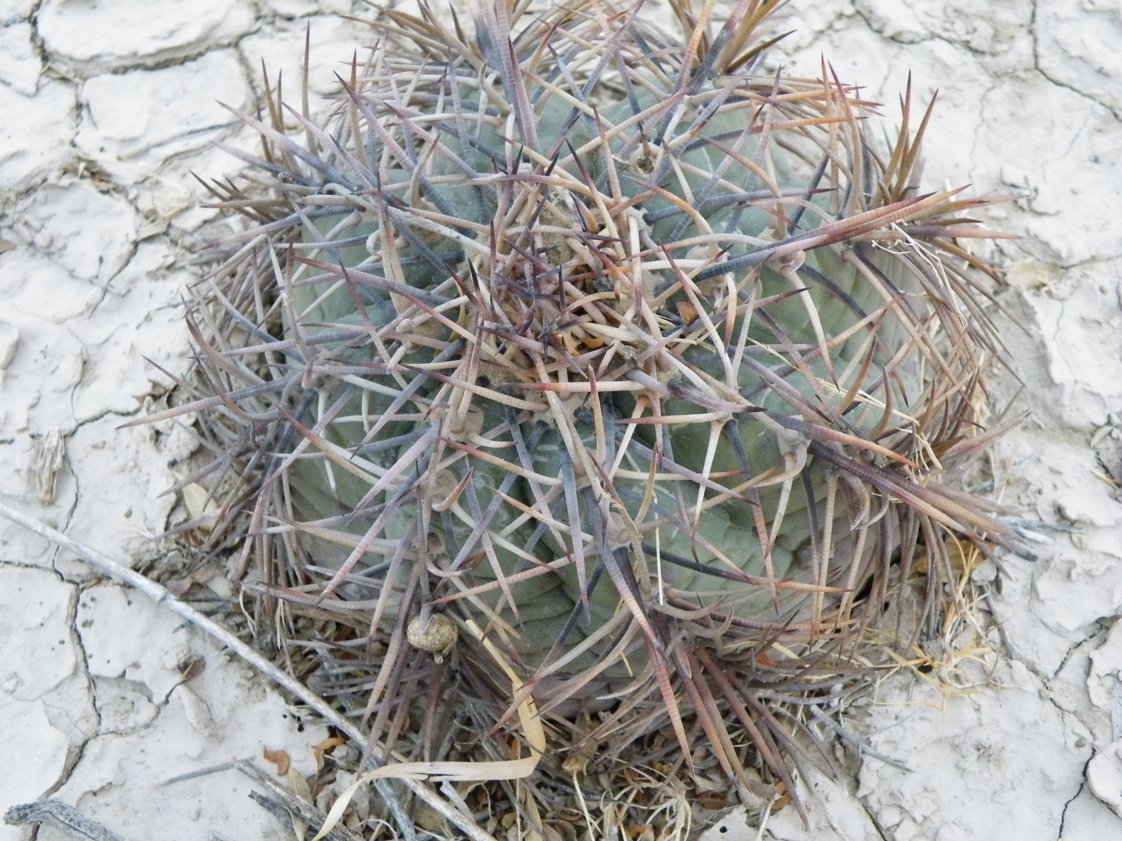 Echinocactus horizonthalonius