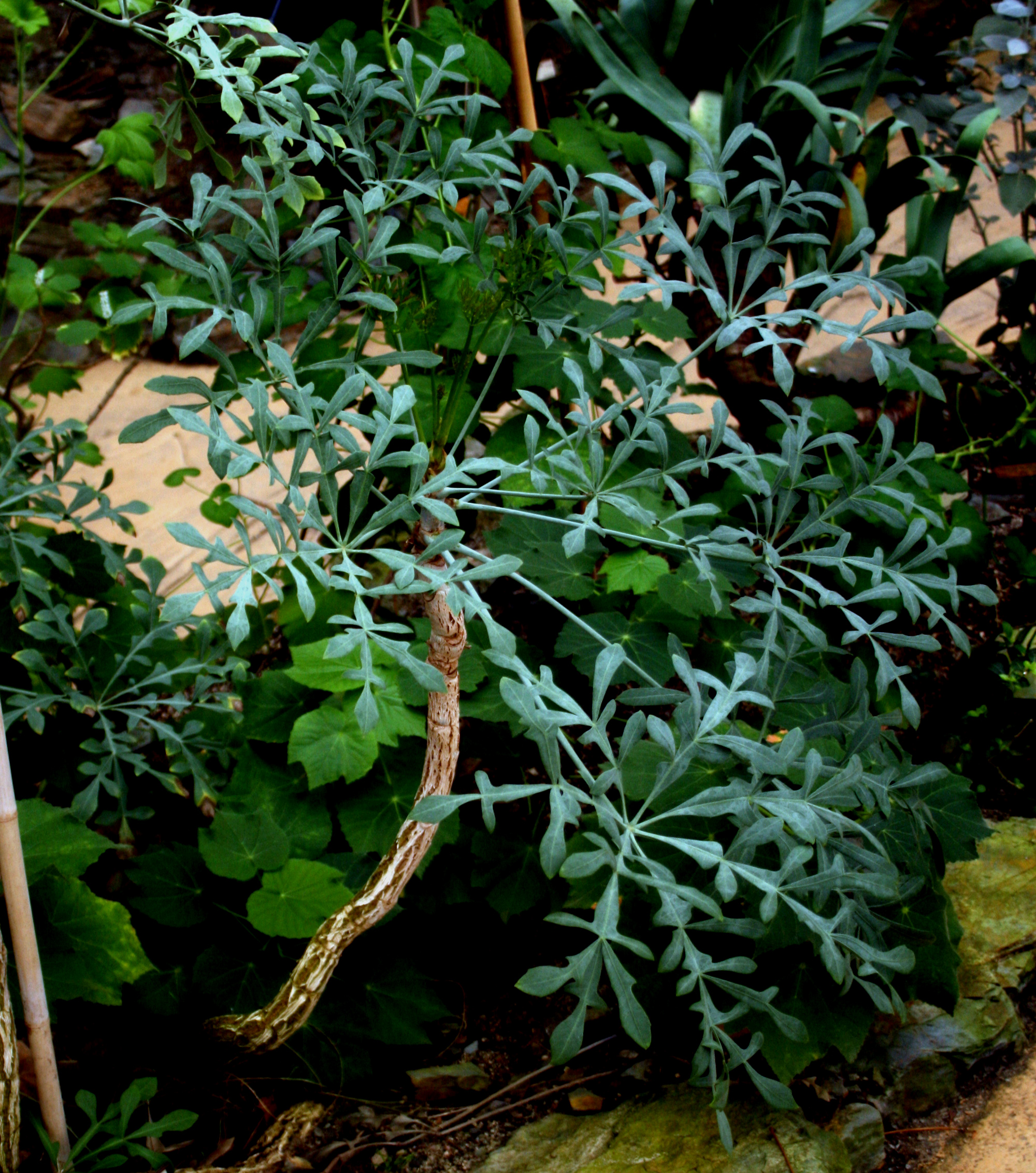 Cussonia transvaalensis