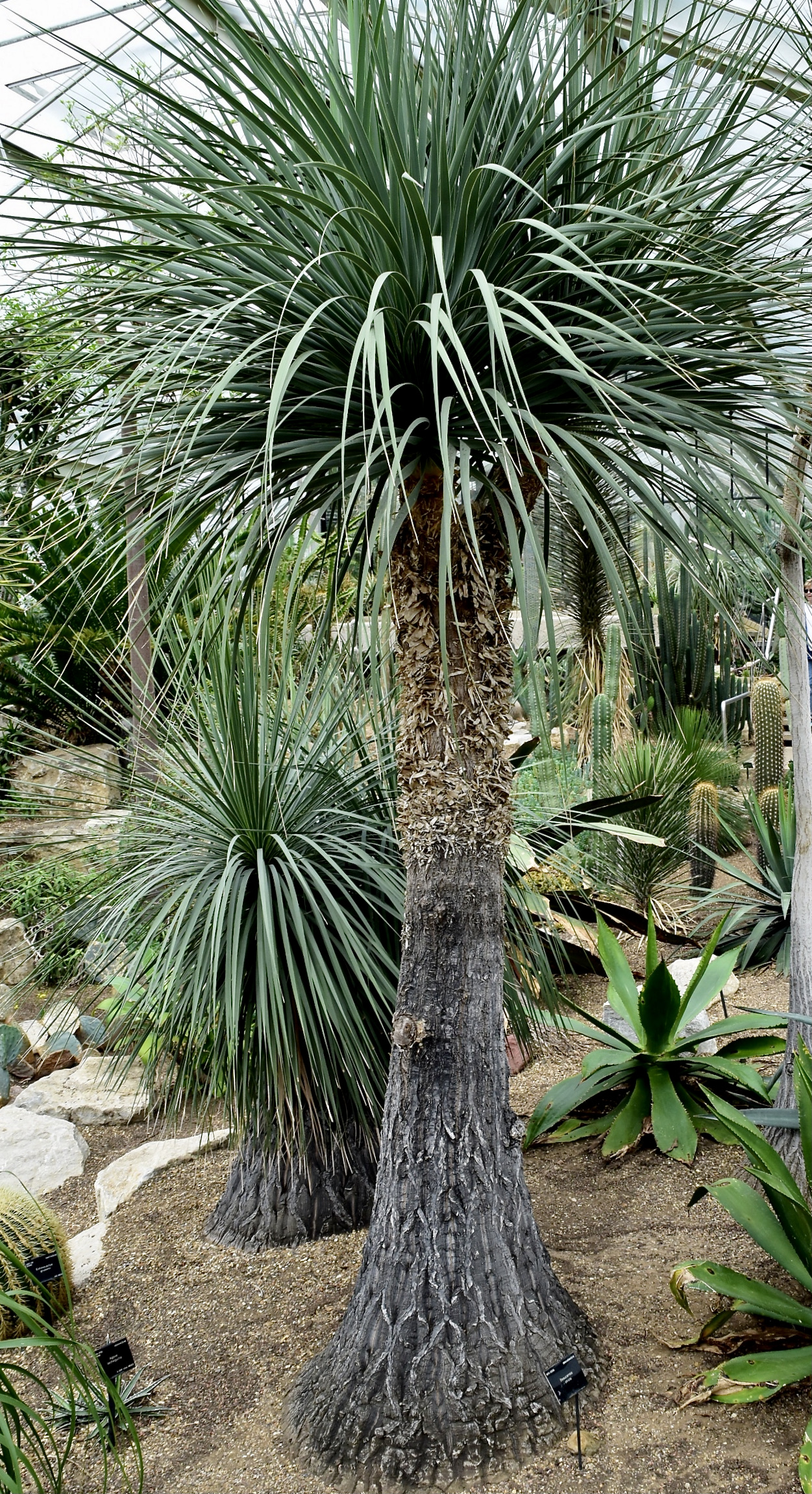 Beaucarnea stricta