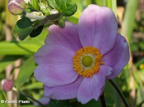 Anemone tomentosa