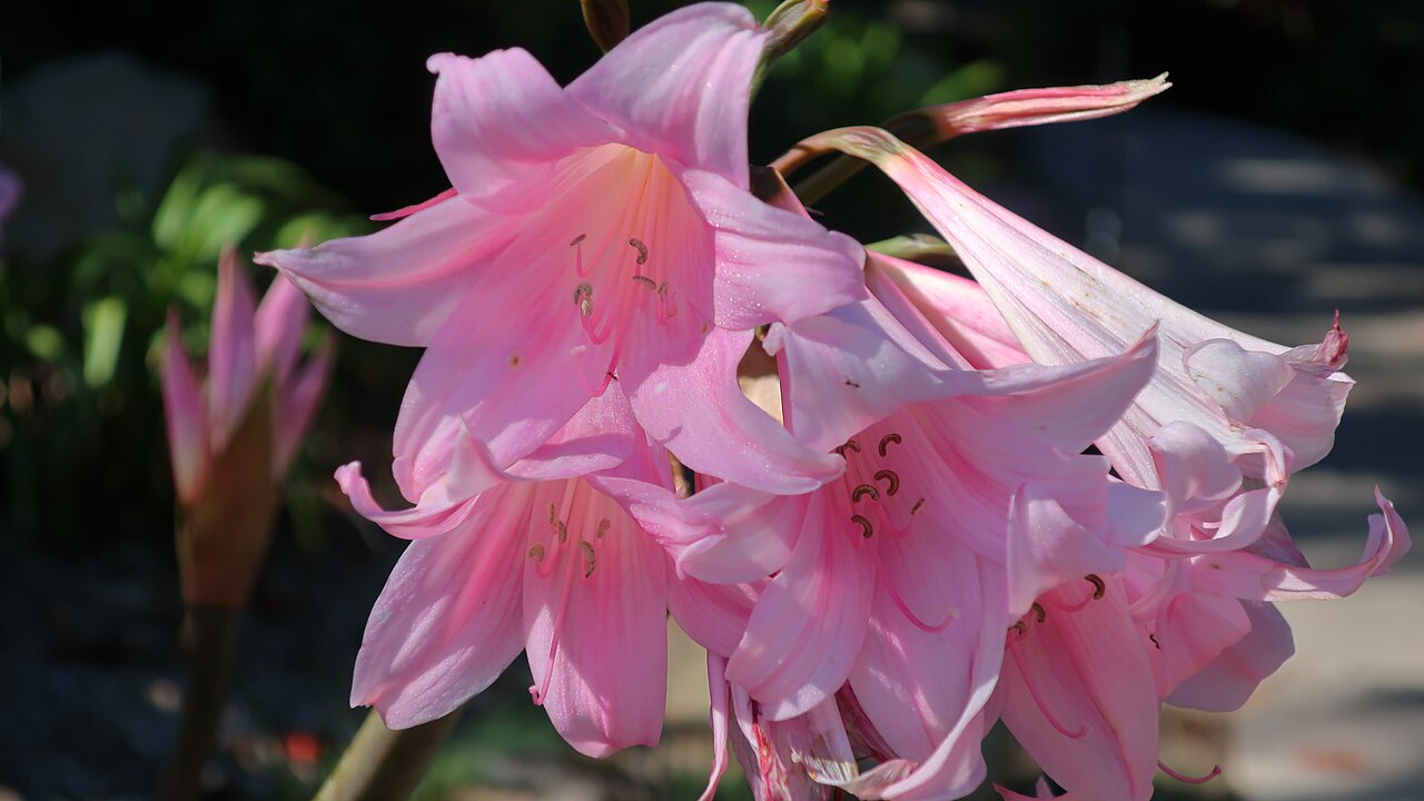 Amaryllis belladonna
