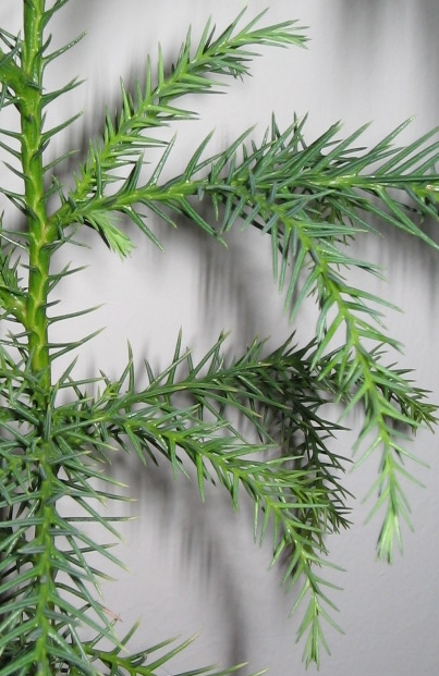 Cryptomeria japonica