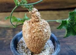 Commiphora mildbraedii