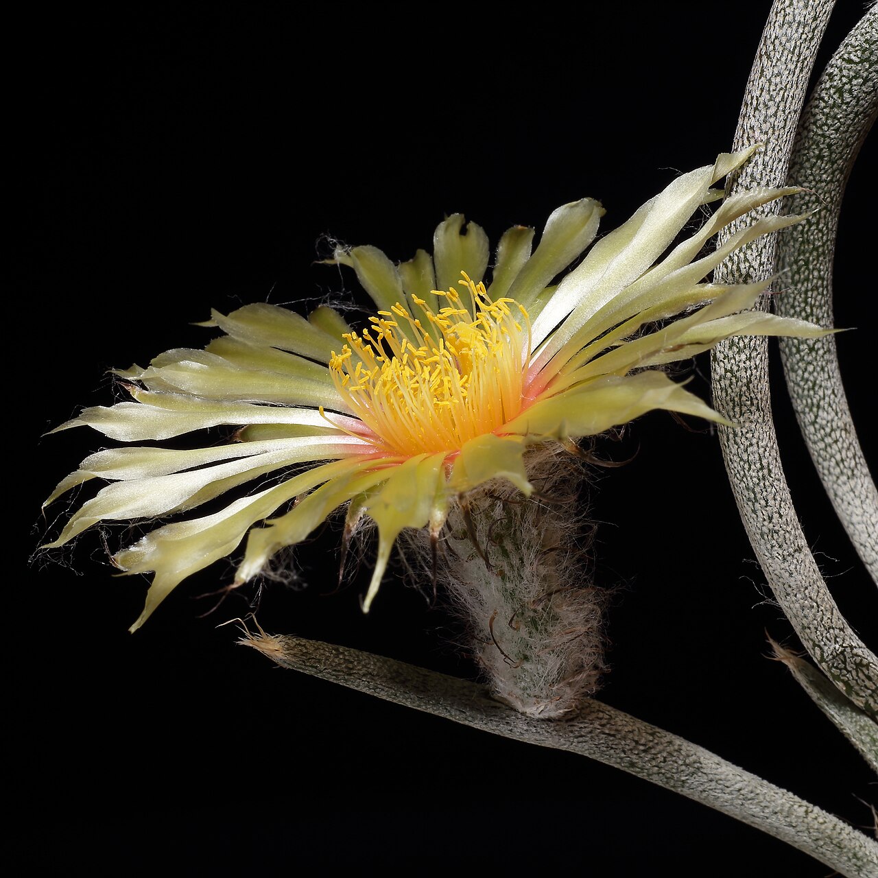 Astrophytum caput medusae