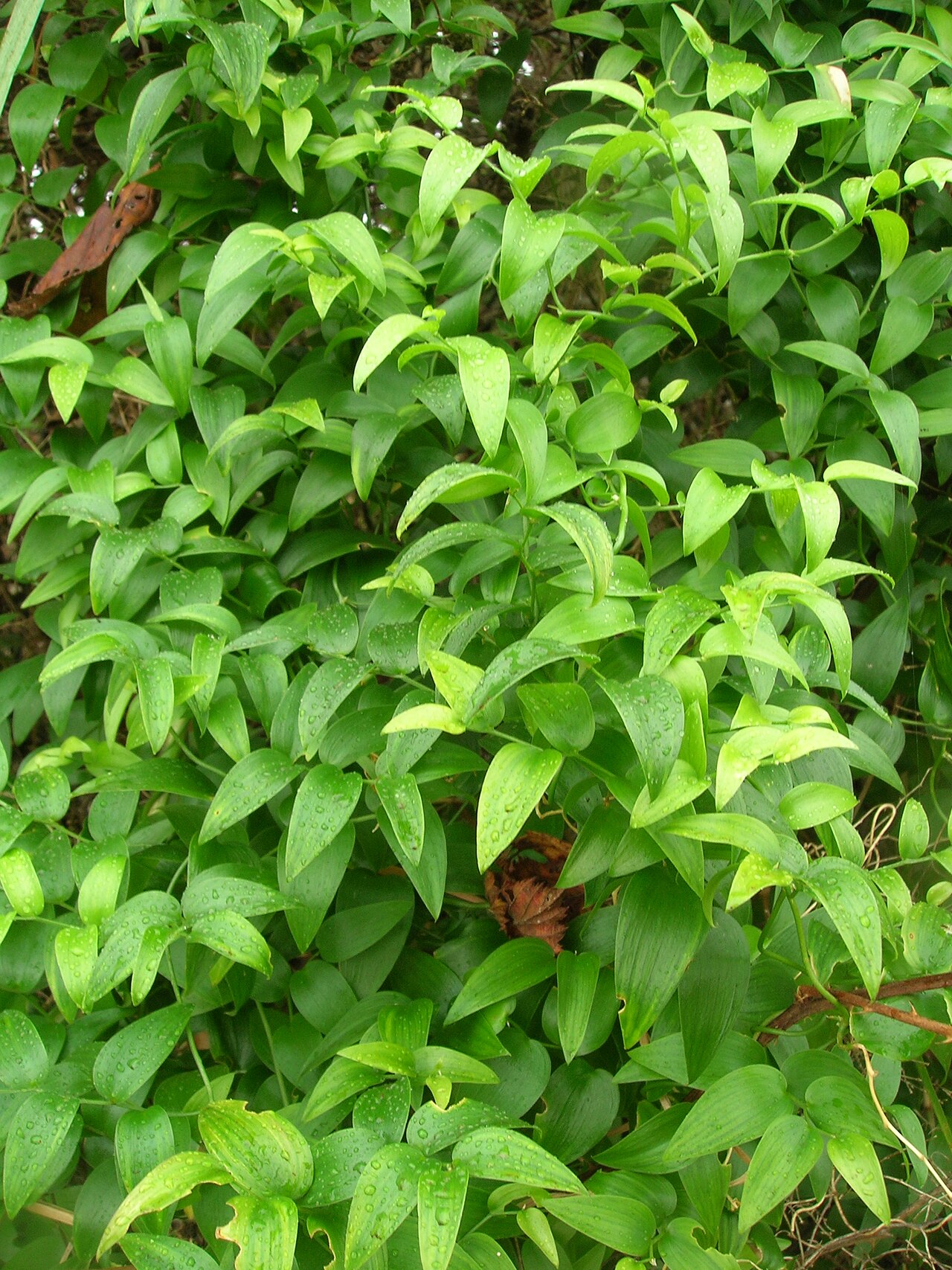 Asparagus asparagoides Smilax