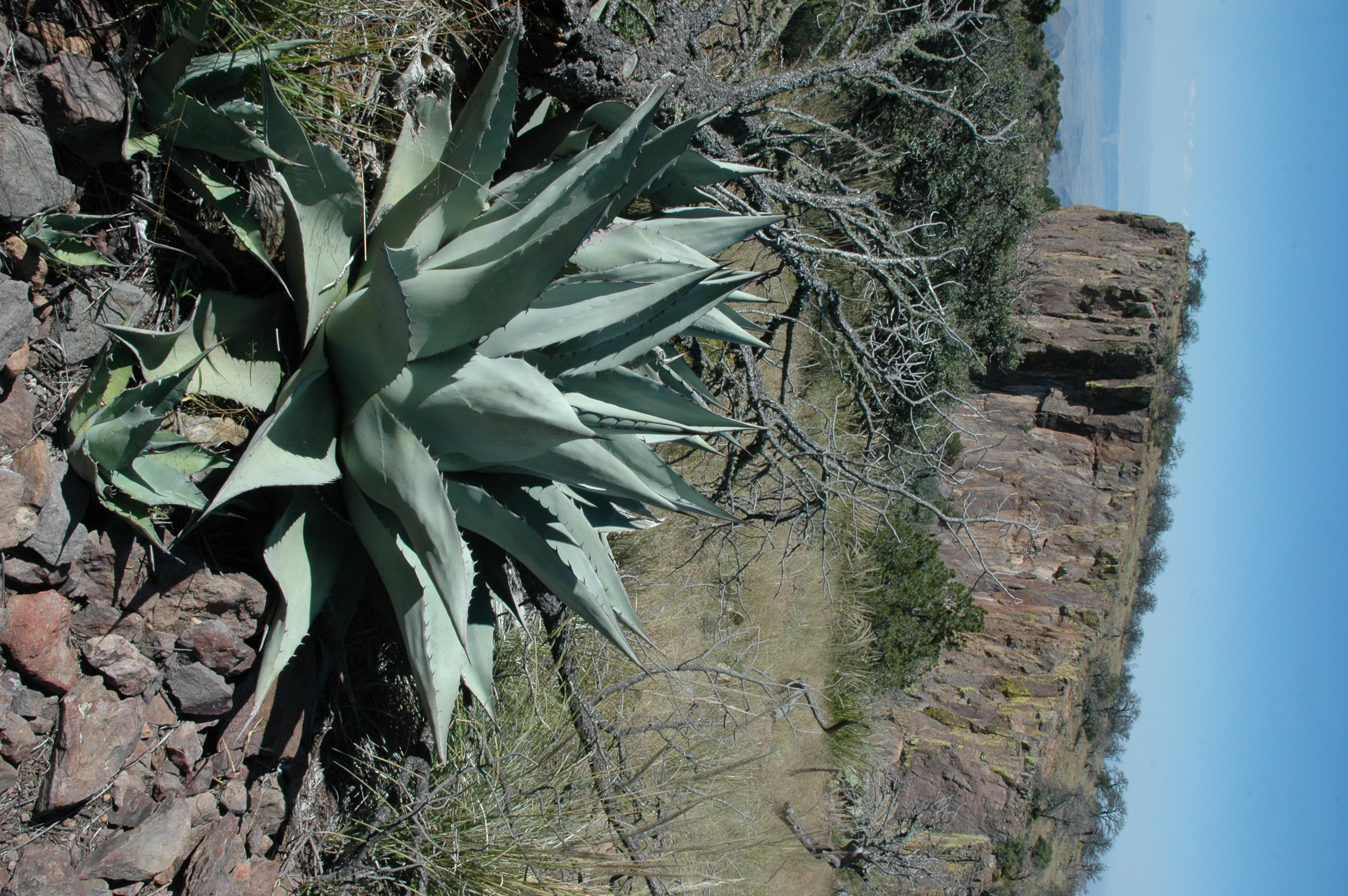 Agave havardiana