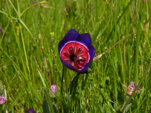 Geissorhiza radians
