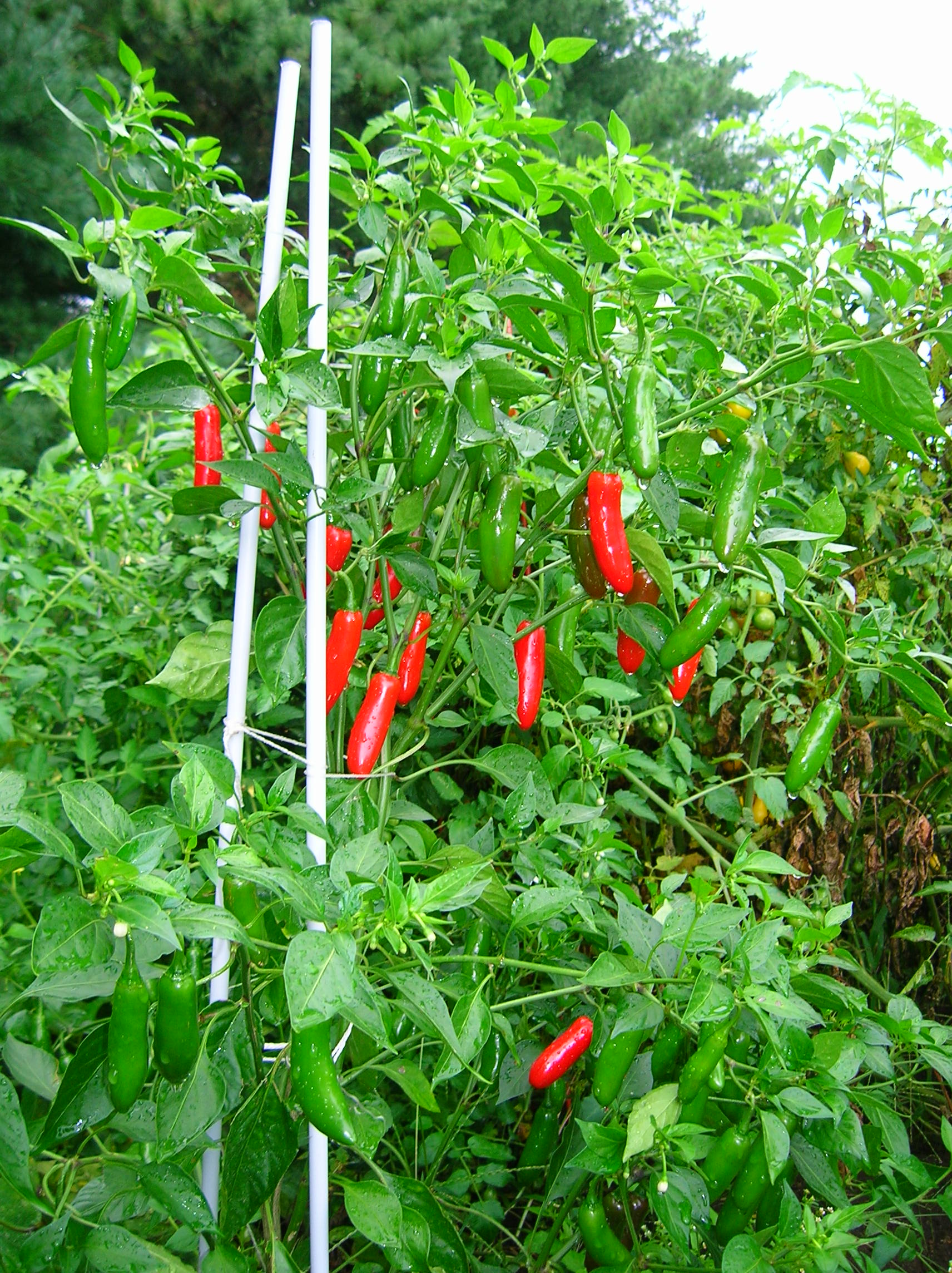 Chili Serrano