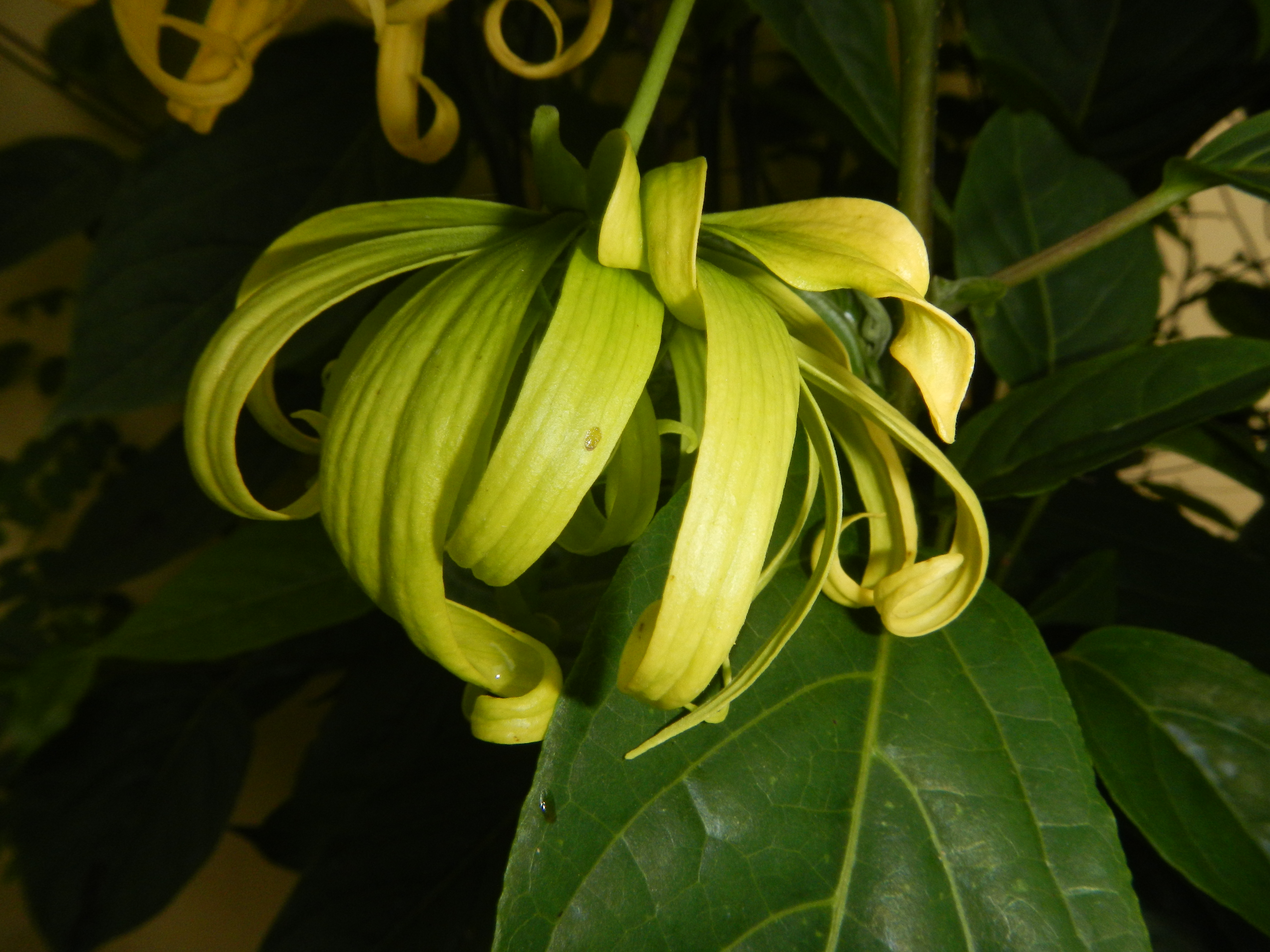 Cananga odorata