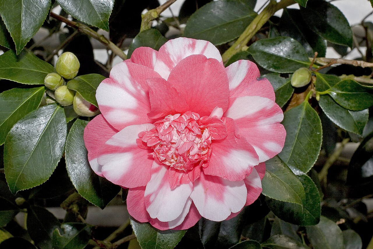 Camellia japonica cv. Chandlers Elegance