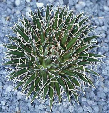 Agave multifilifera