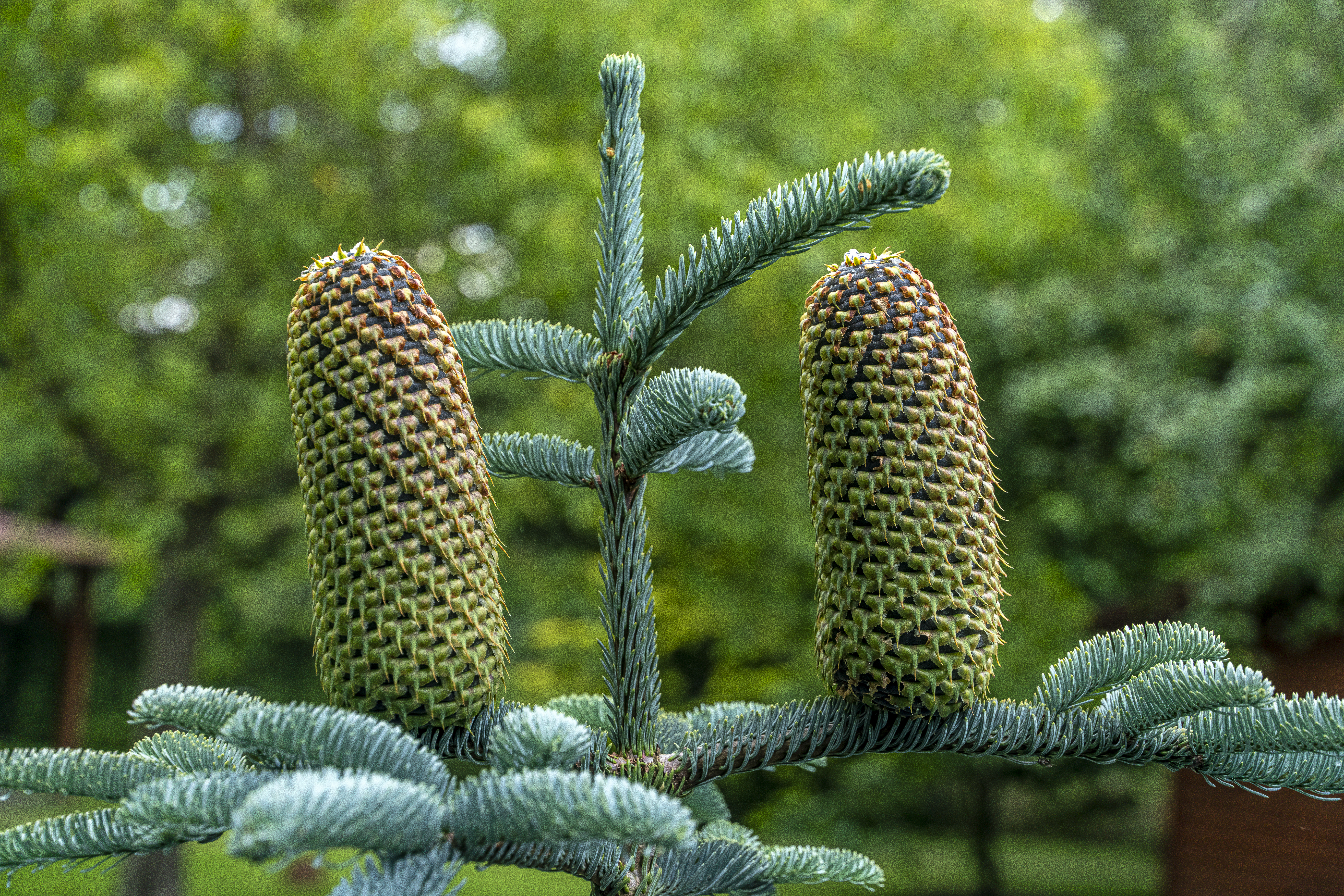 Abies procera