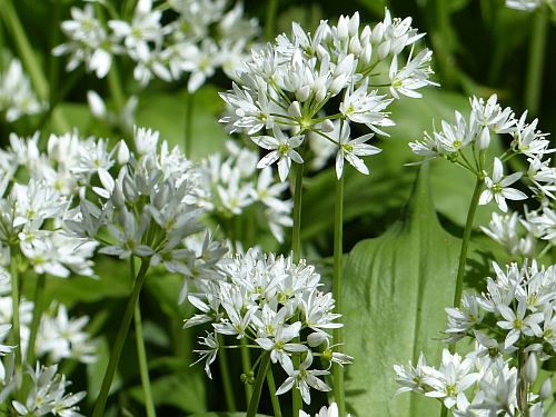 Allium ursinum