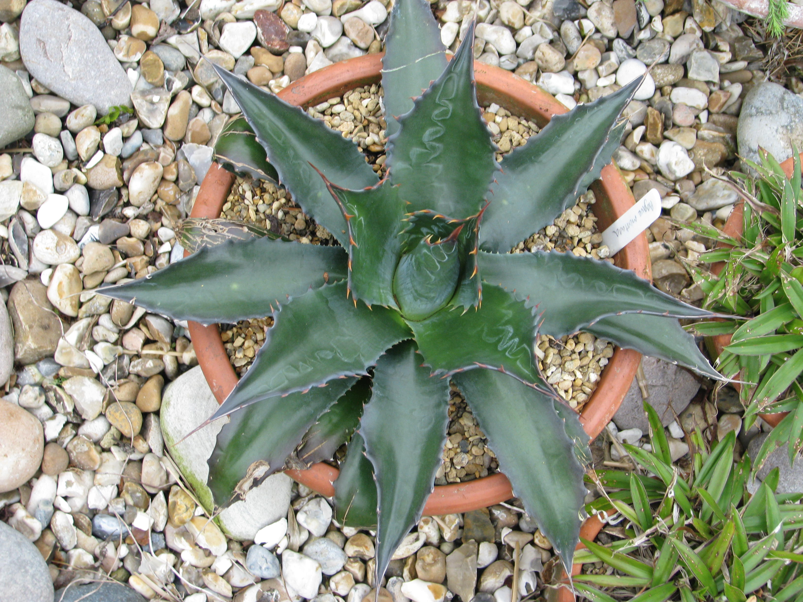 Agave montana