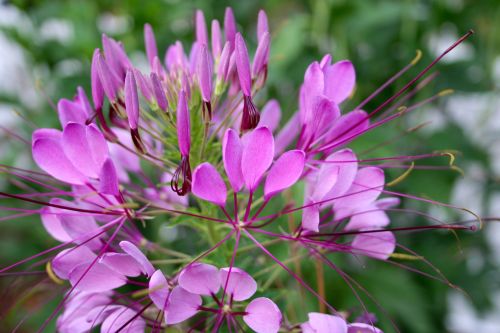 Cleome hassleriana Rose Queen