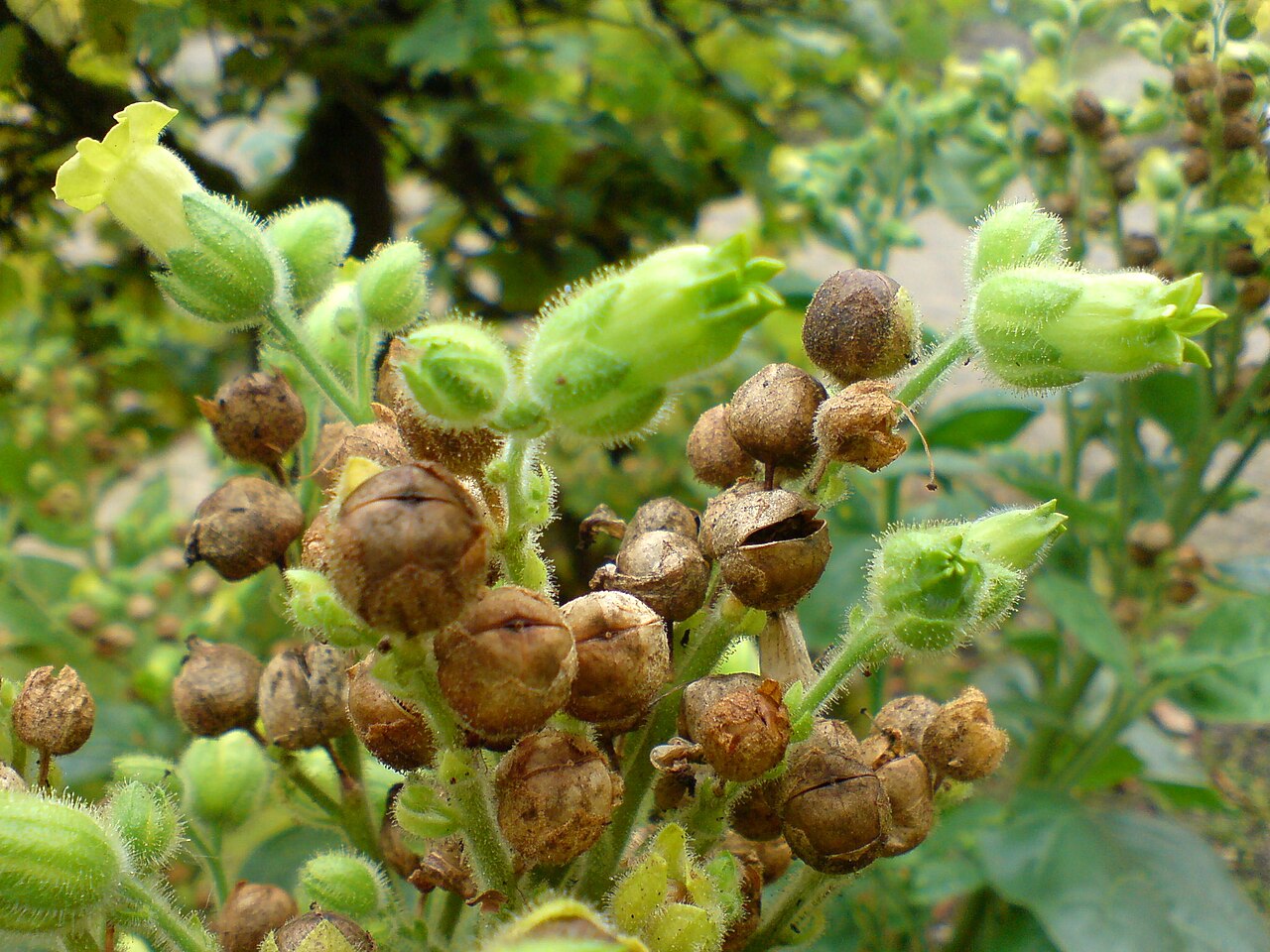 Aztec Rustica Tobacco