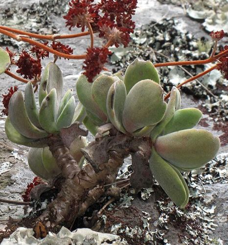 Crassula swaziensis