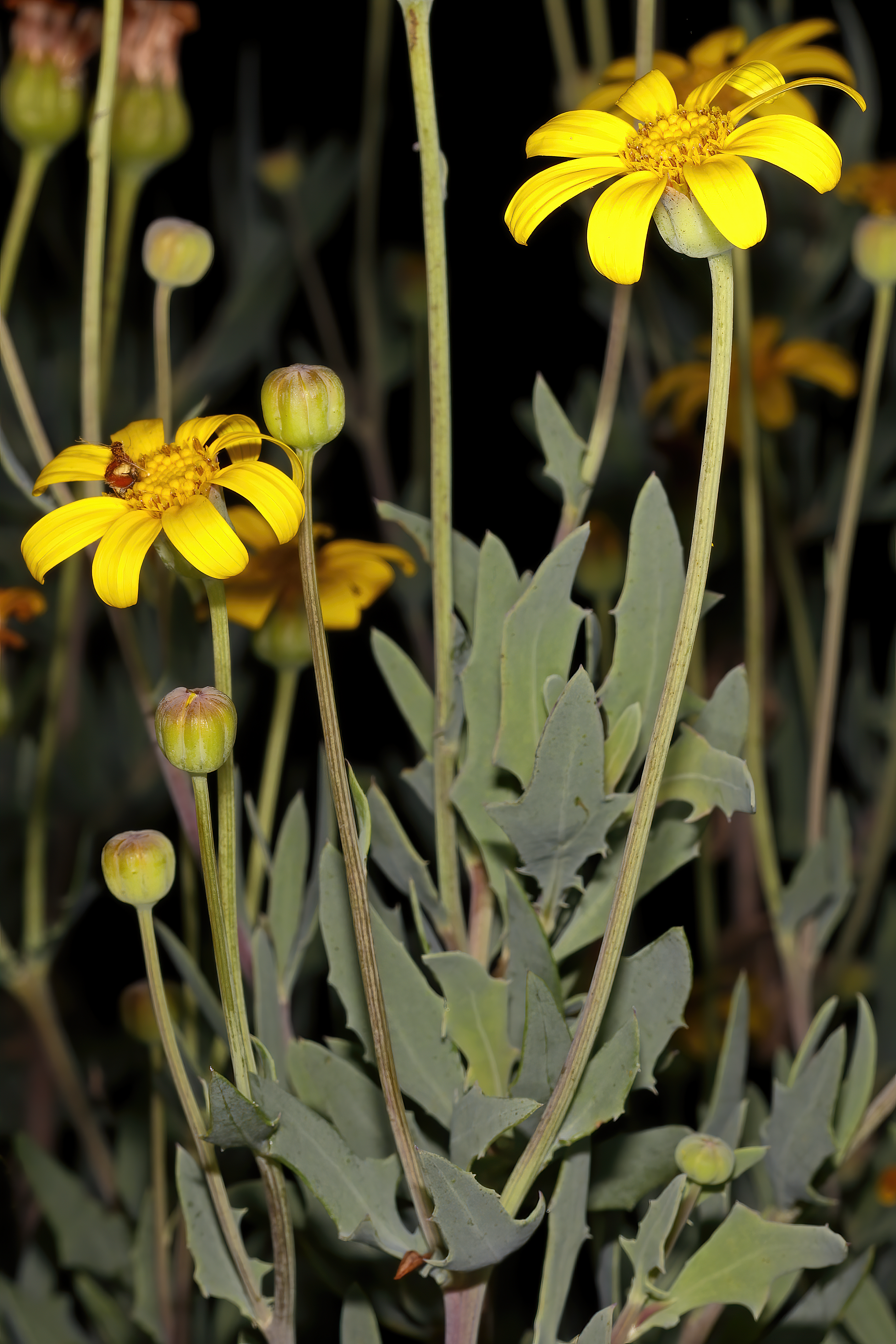 Othonna coronopifolia