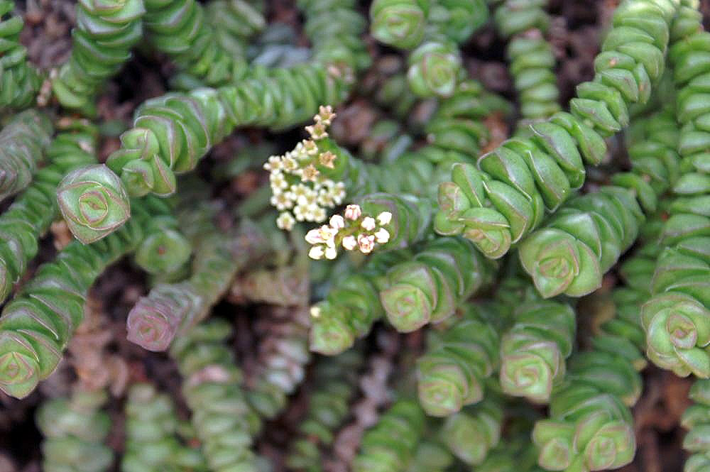 Crassula rupestris