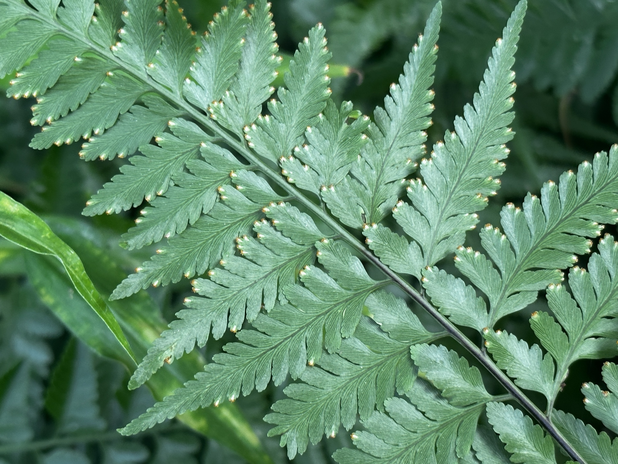 Davallia denticulata