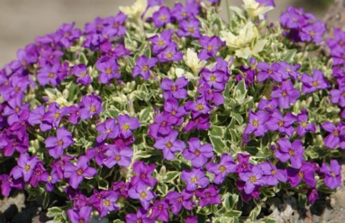 Aubrieta hybrida Leichtlinii
