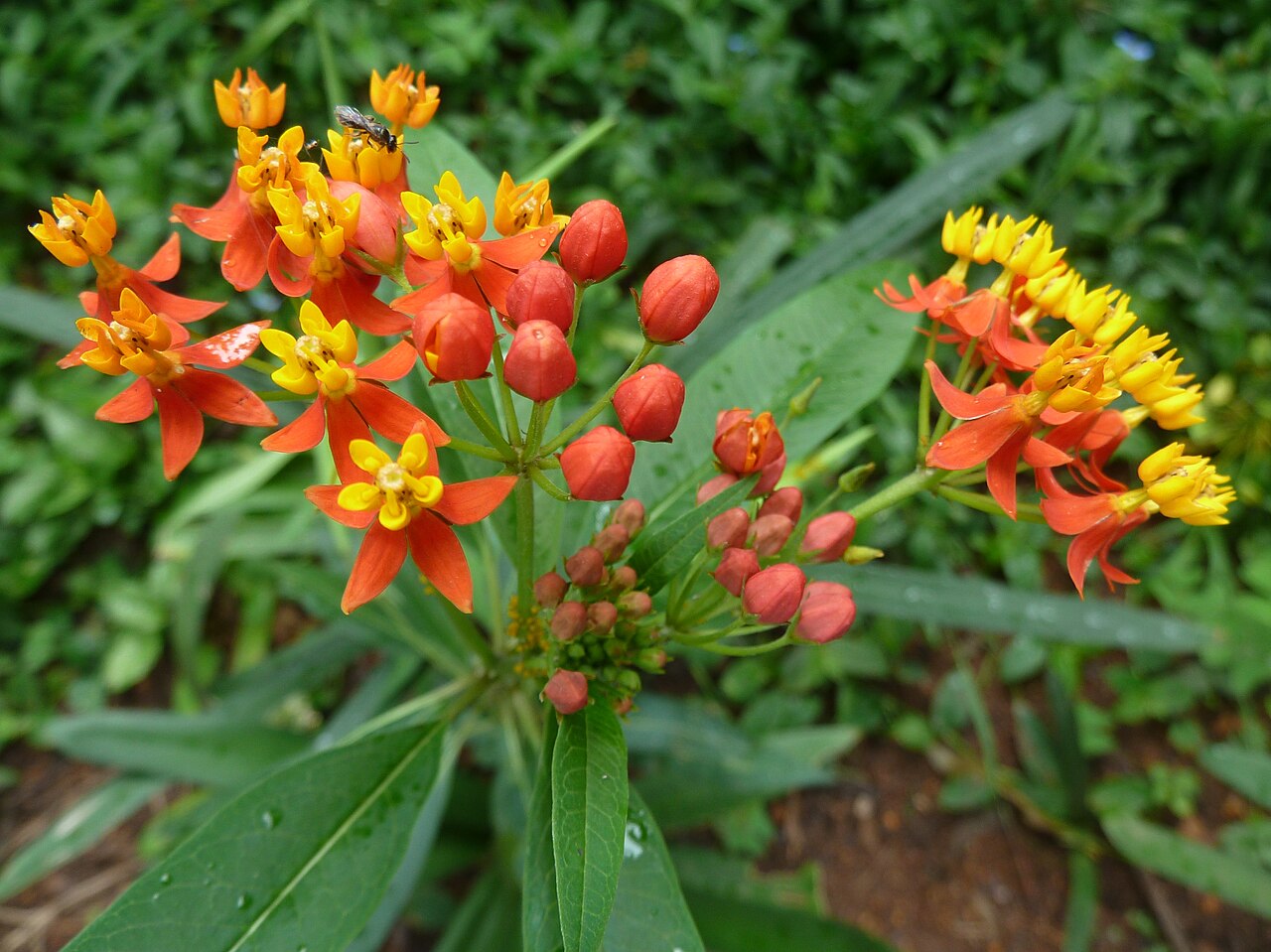 Asclepias curassavica