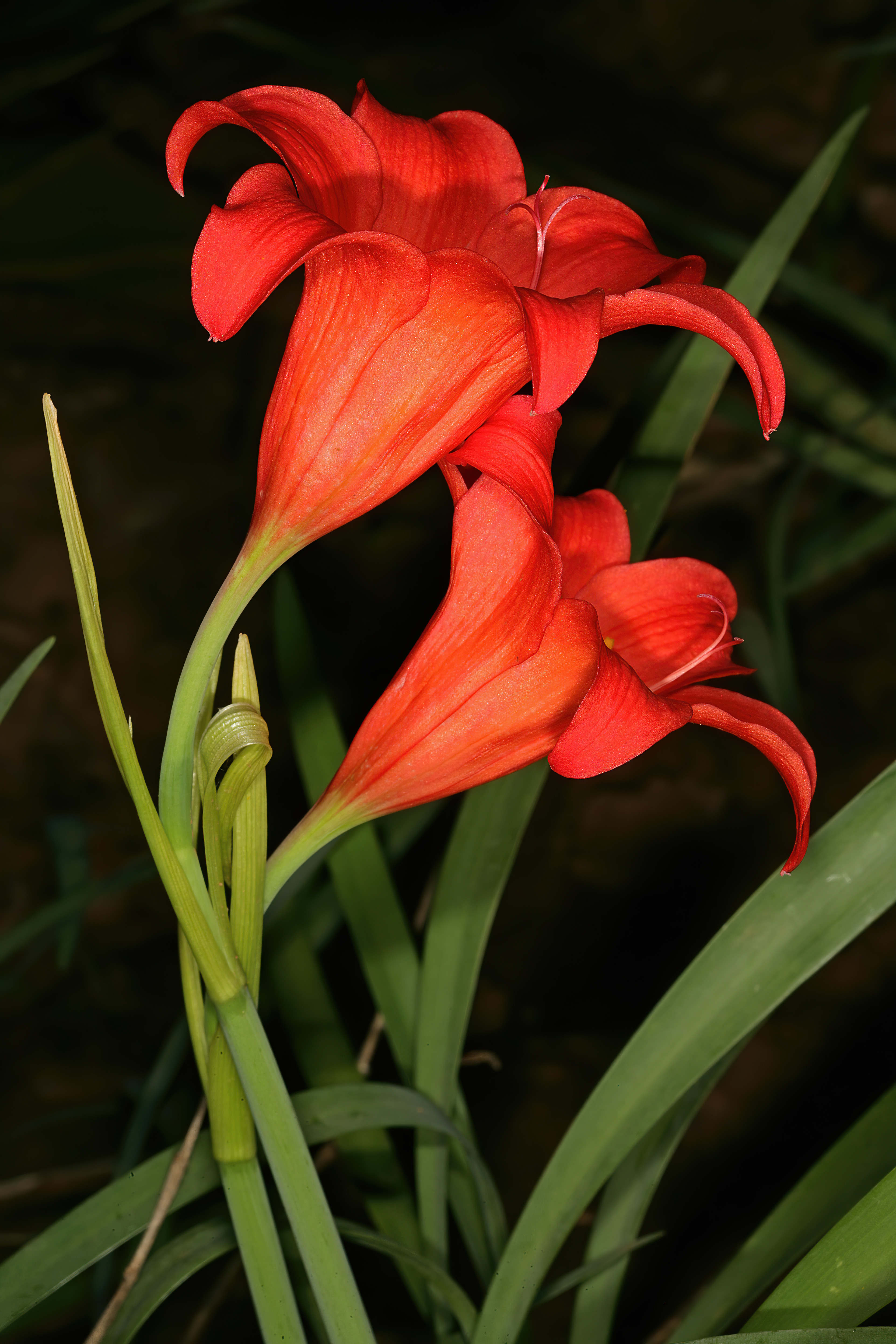 Cyrtanthus sanguineus