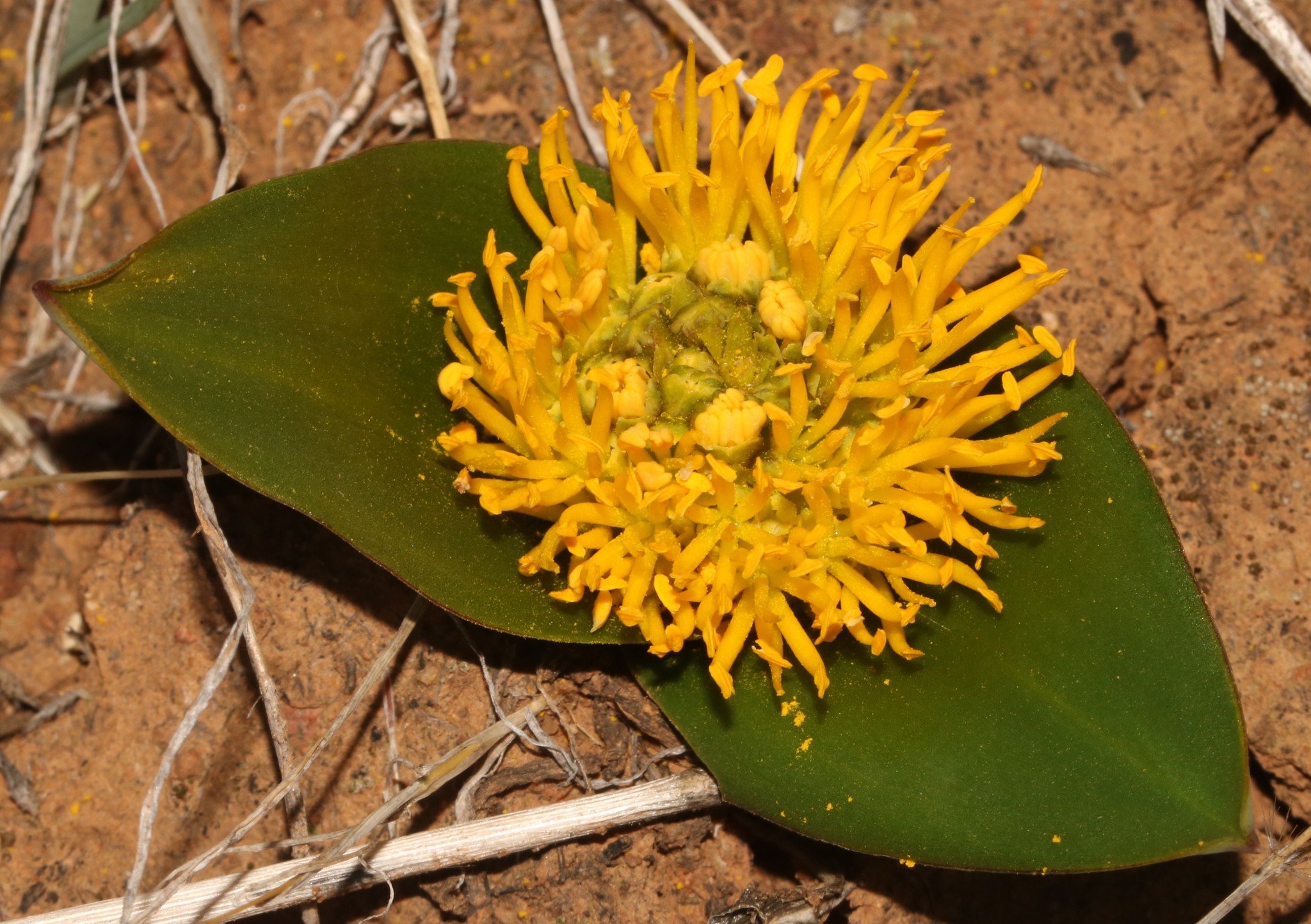 Daubenya stylosa