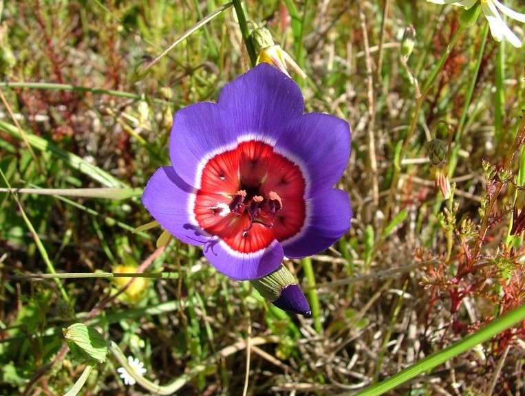 Geissorhiza radians