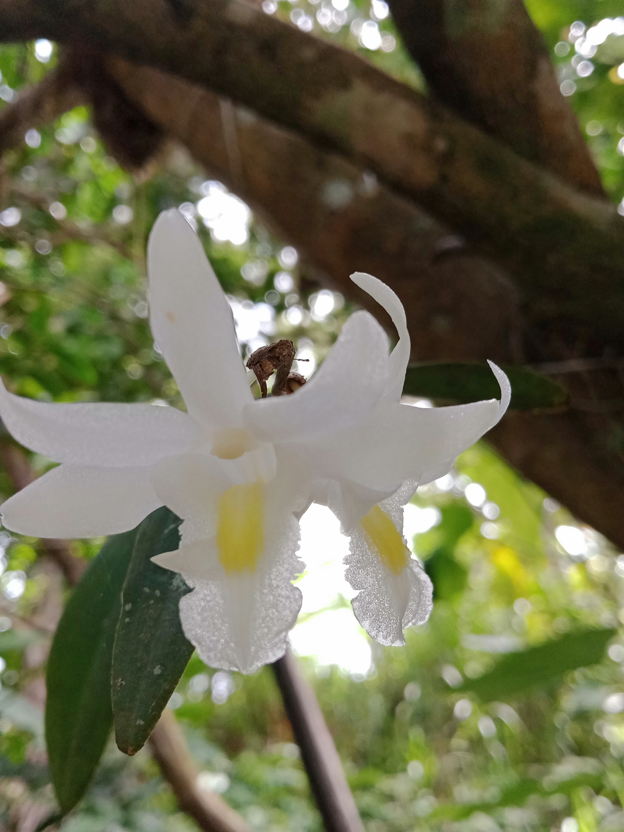Dendrobium crumenatum