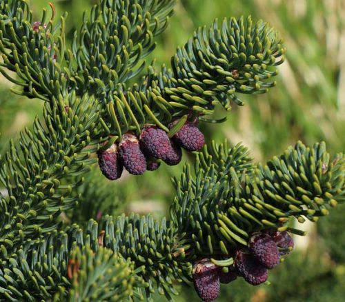 Abies procera
