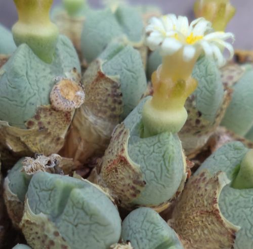 Conophytum quaesitum