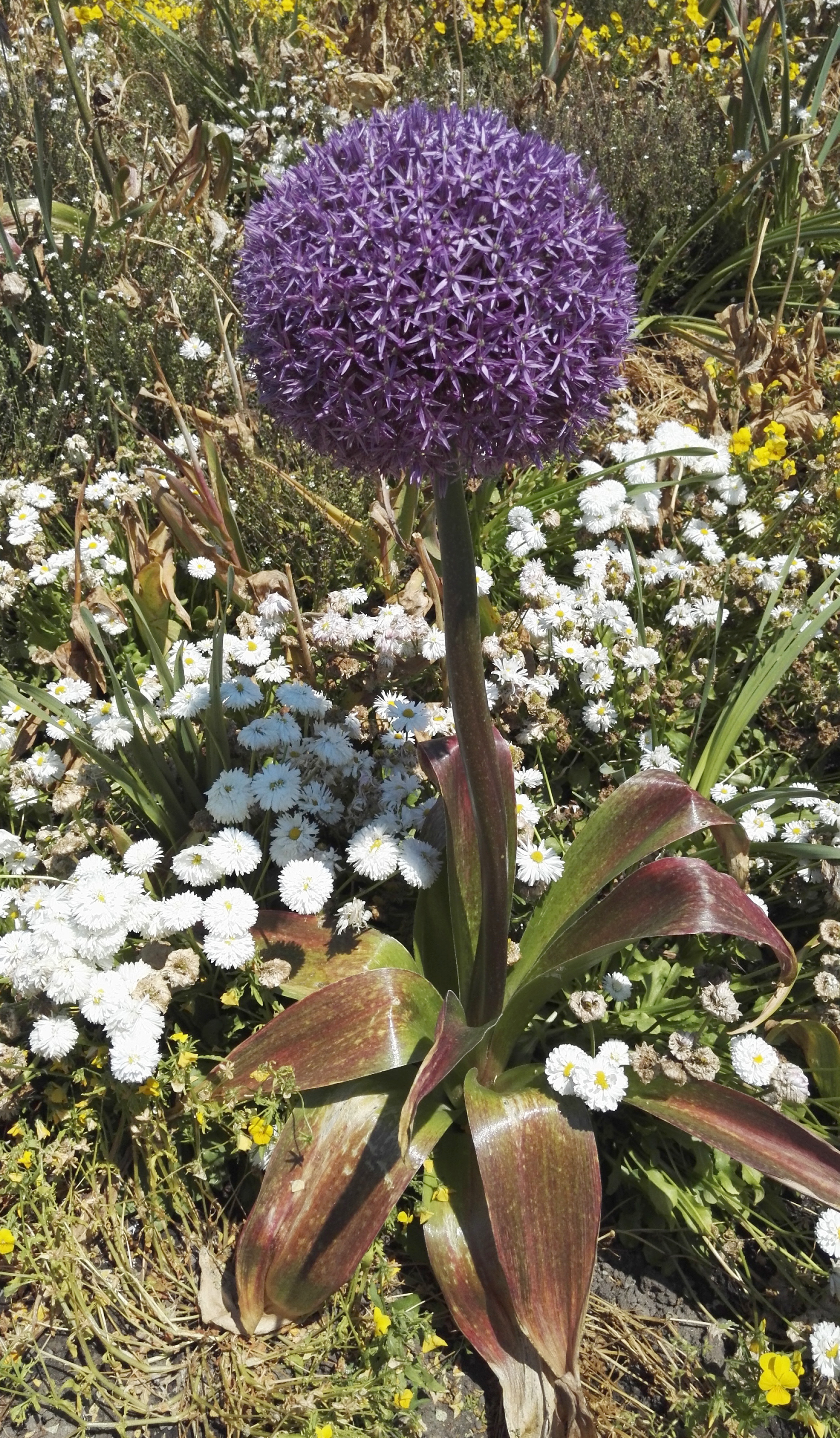 Allium giganteum