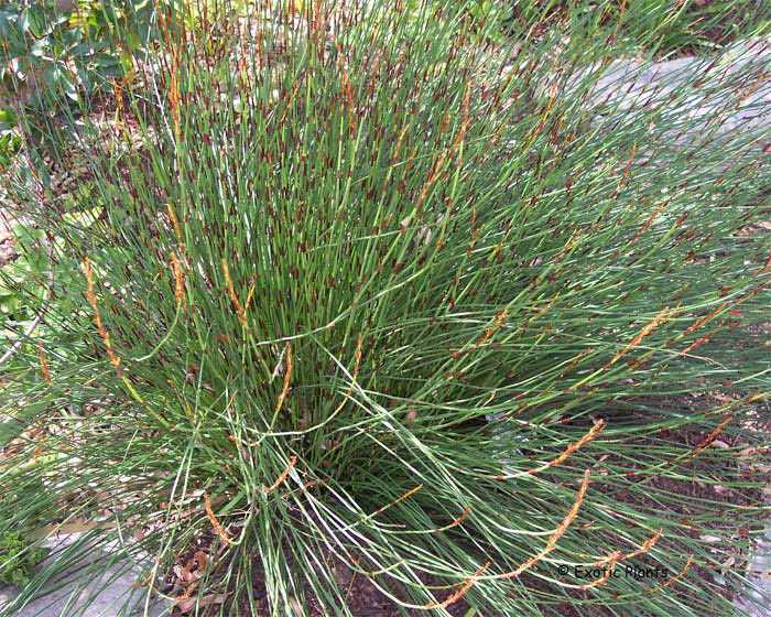 Chondropetalum tectorum