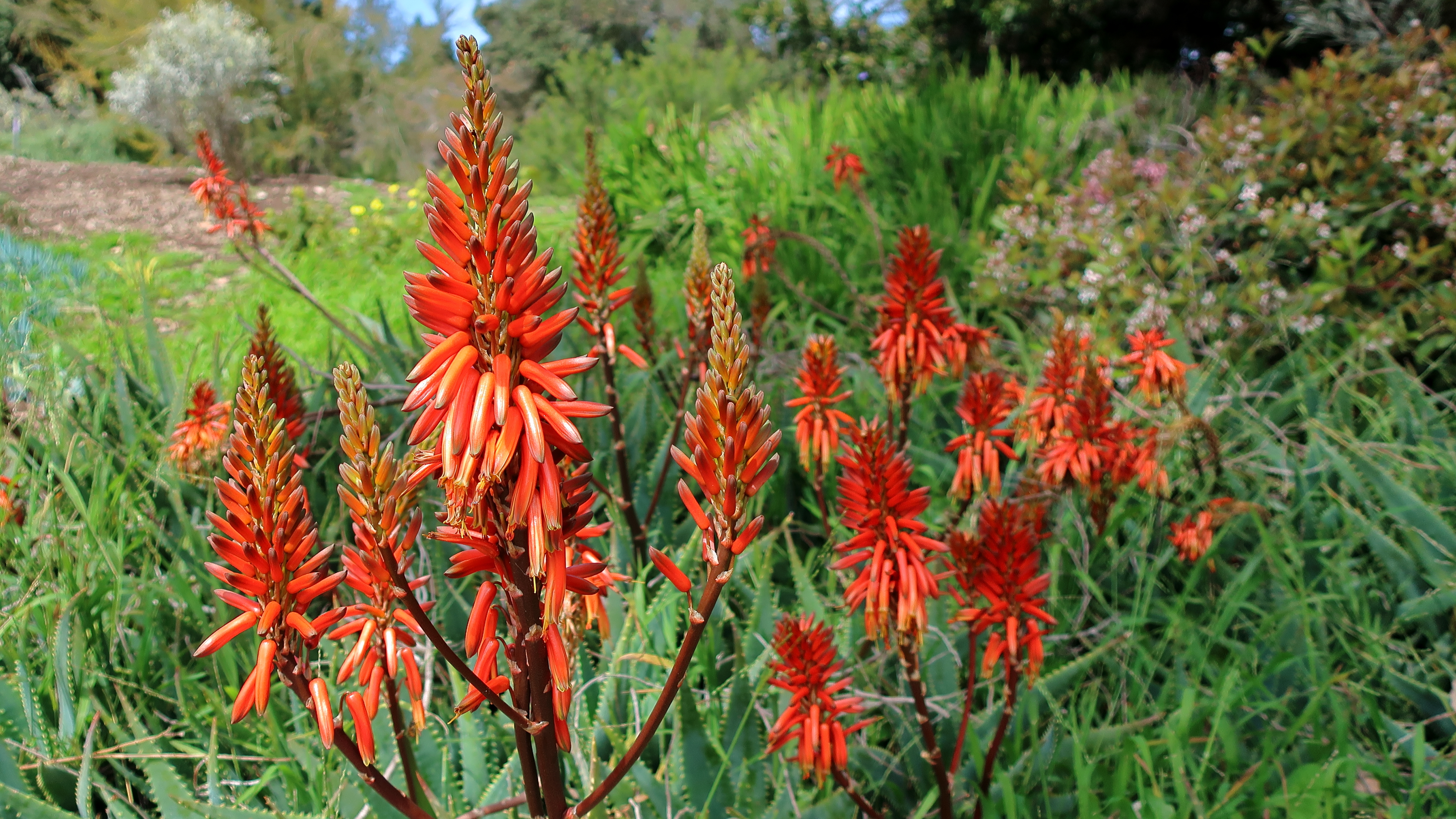 Aloe arborescens