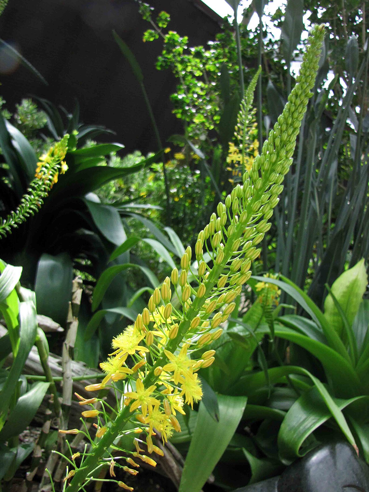 Bulbine latifolia