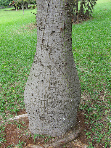 Ceiba Speciosa