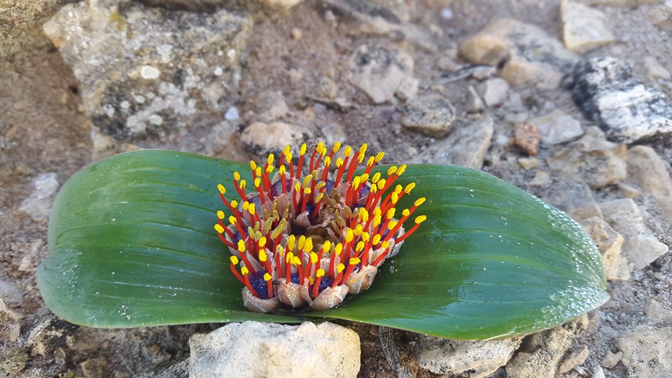 Daubenya zeyheri