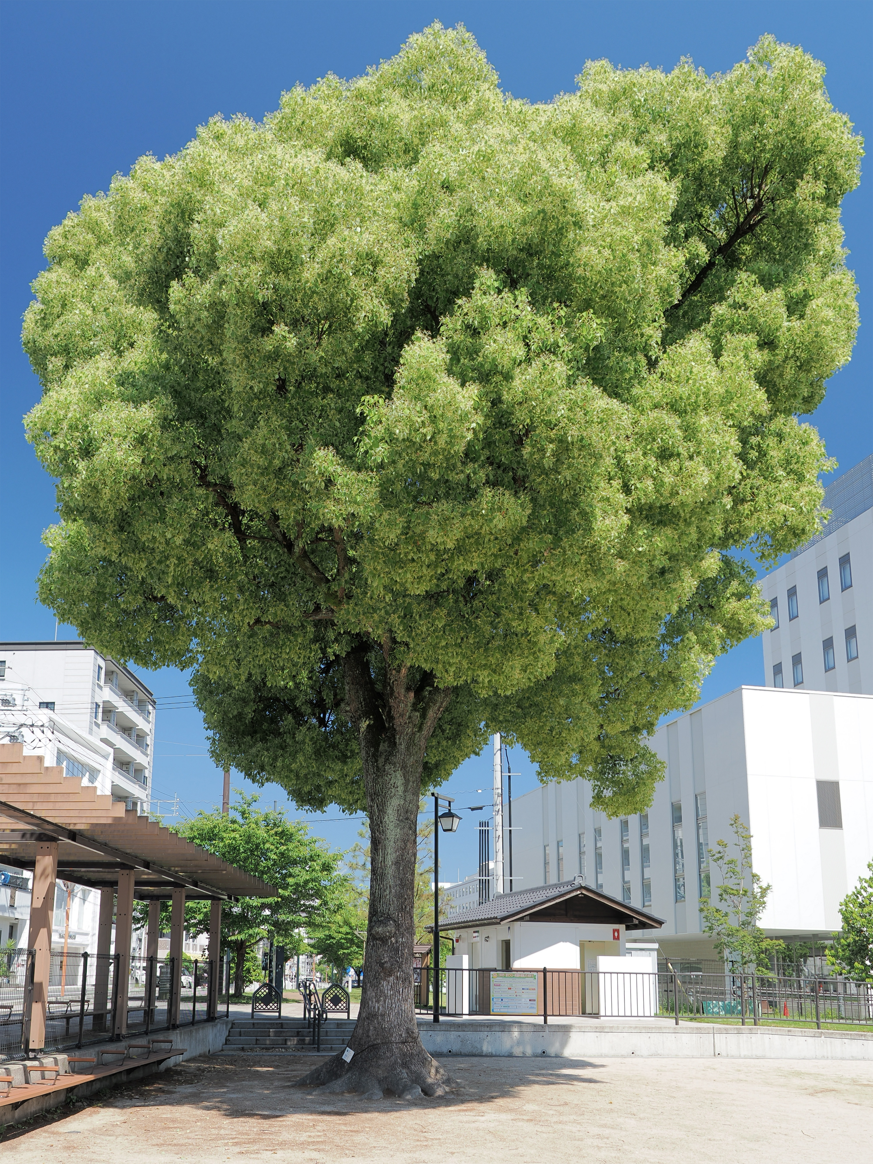 Cinnamomum camphora