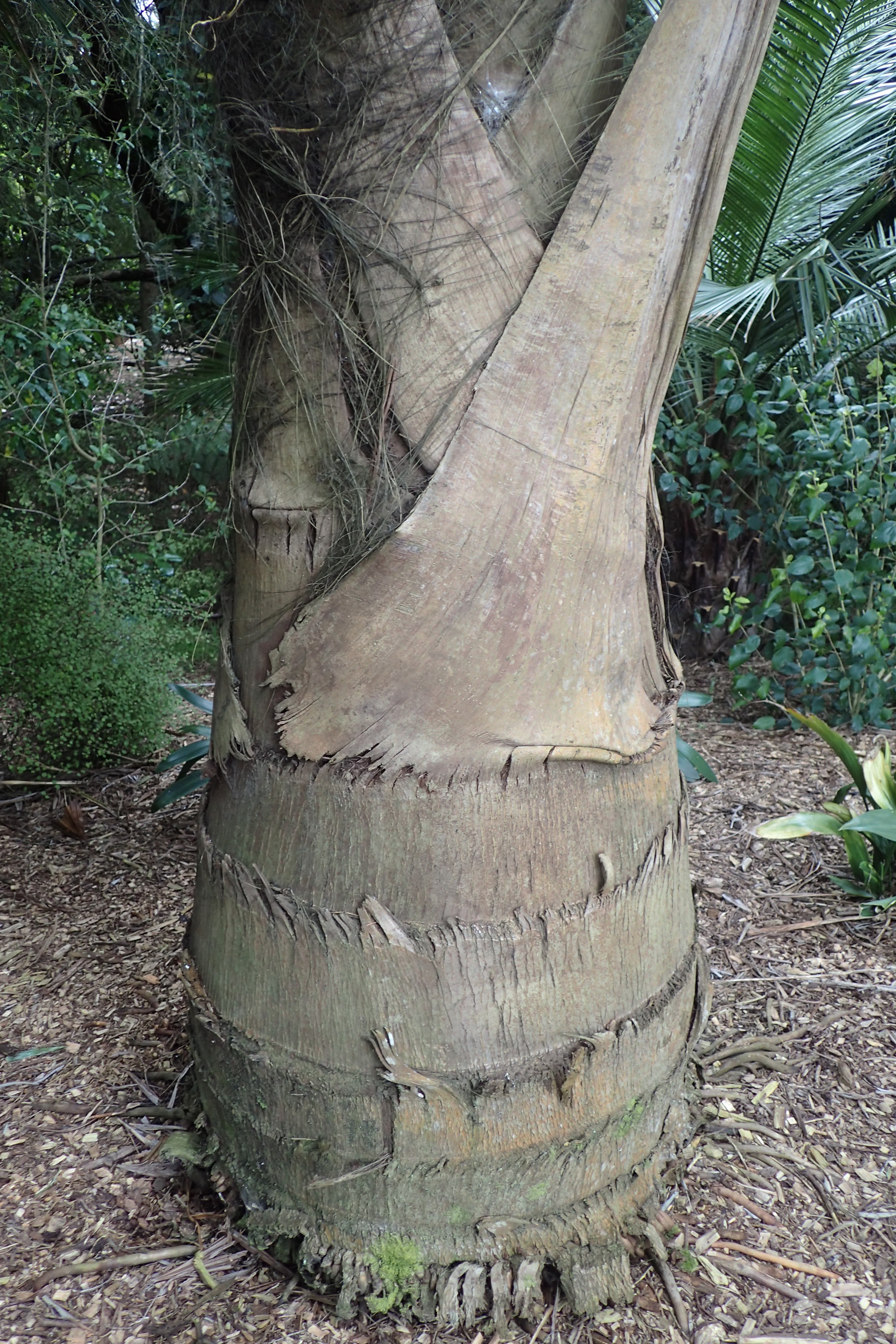 Caryota obtusa