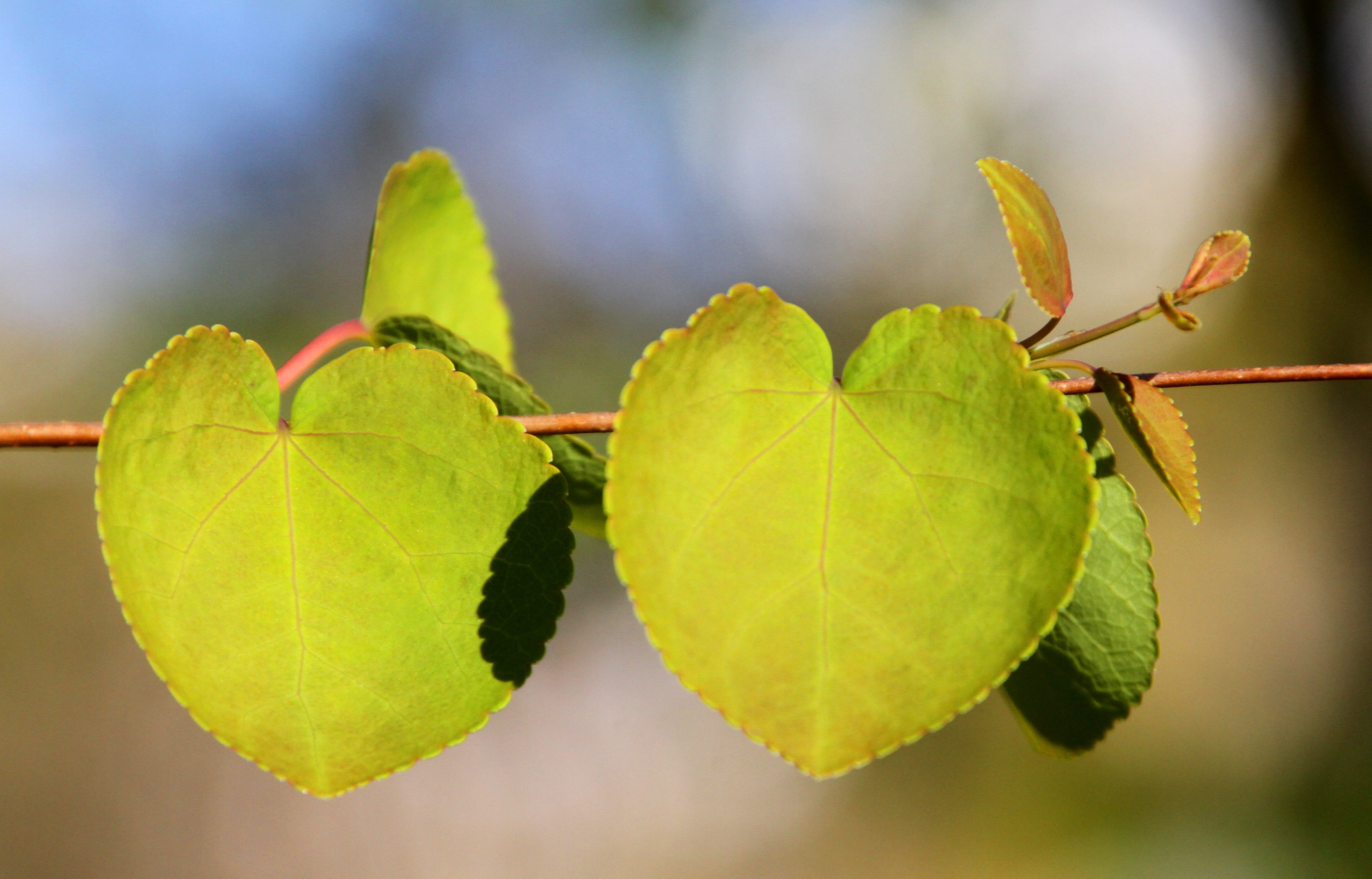 Cercidiphyllum japonicum