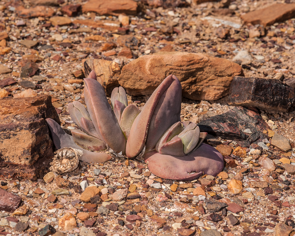 Cheiridopsis peculiaris