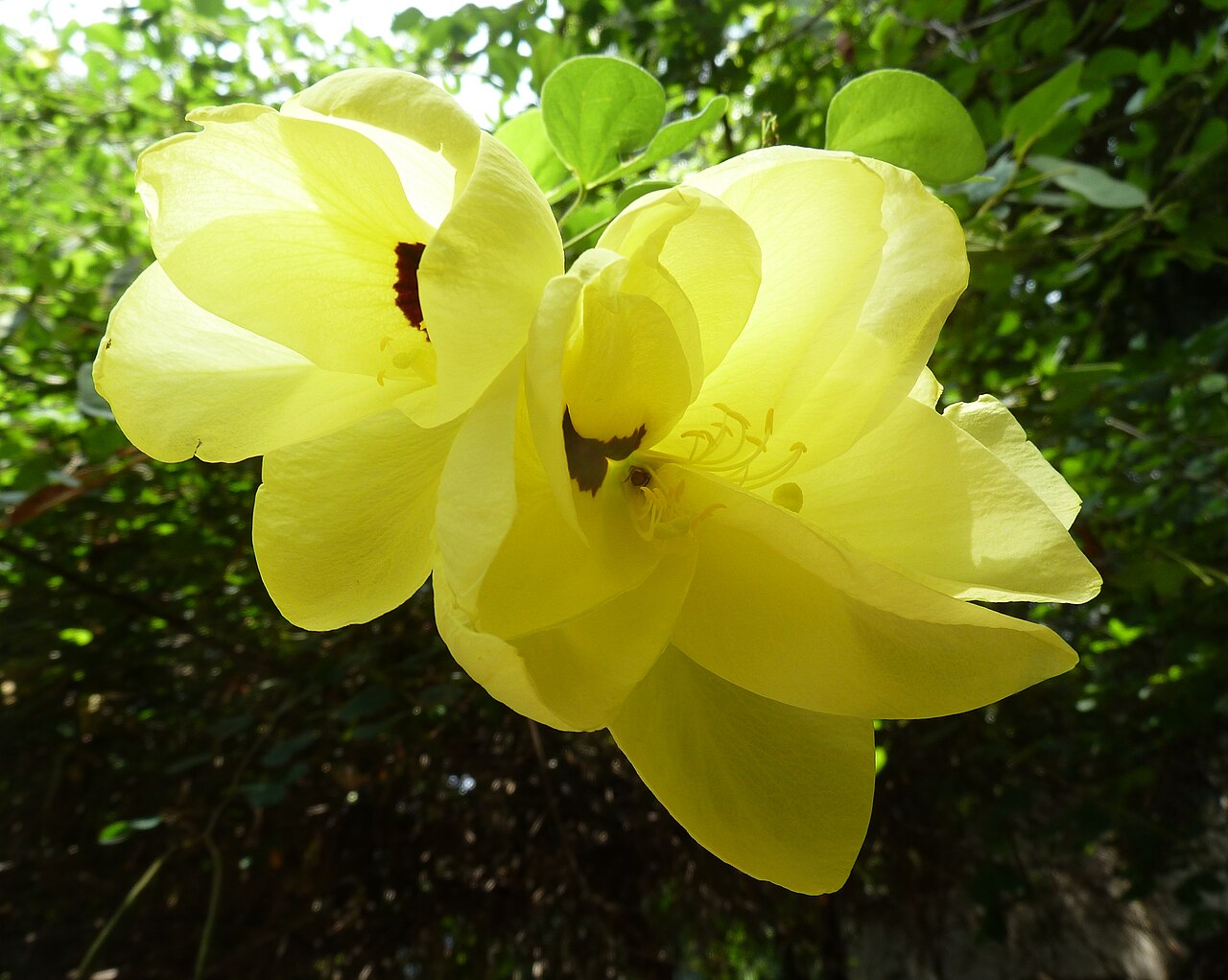 Bauhinia tomentosa