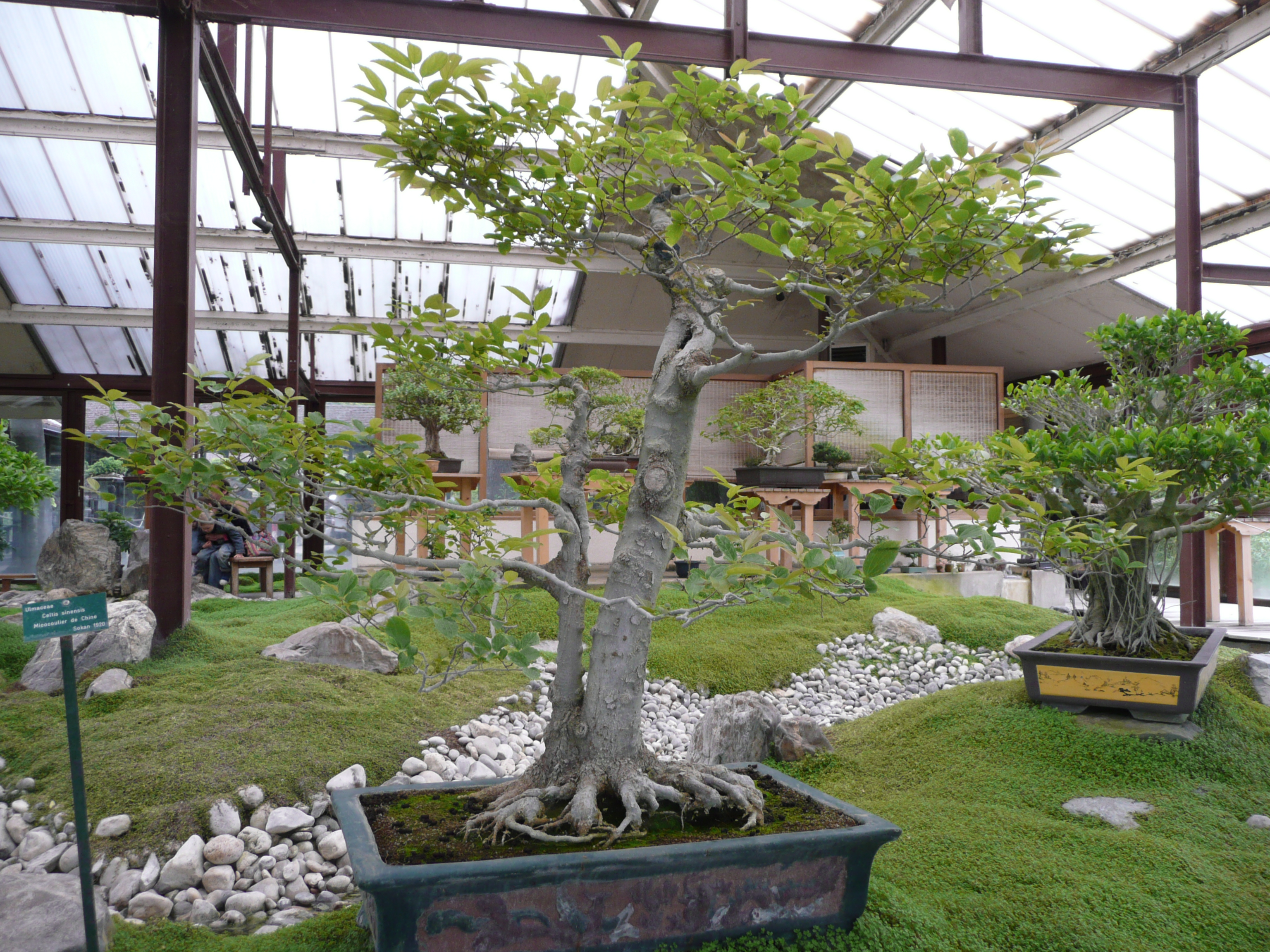 Celtis sinensis