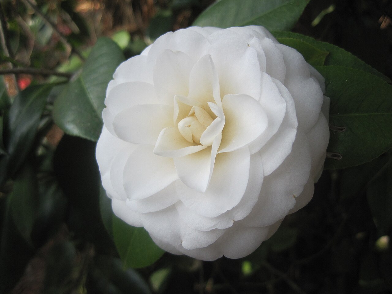 Camellia japonica white