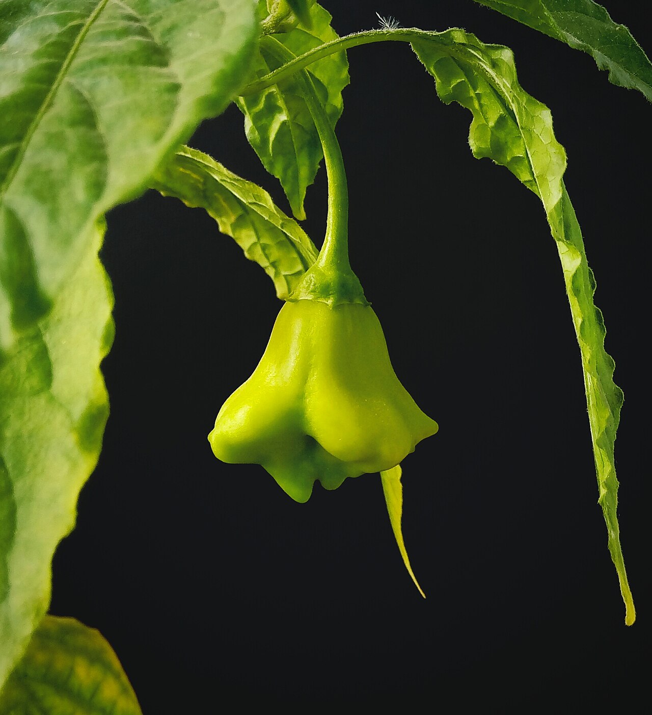 Bishops crown Chili Capsicum baccatum