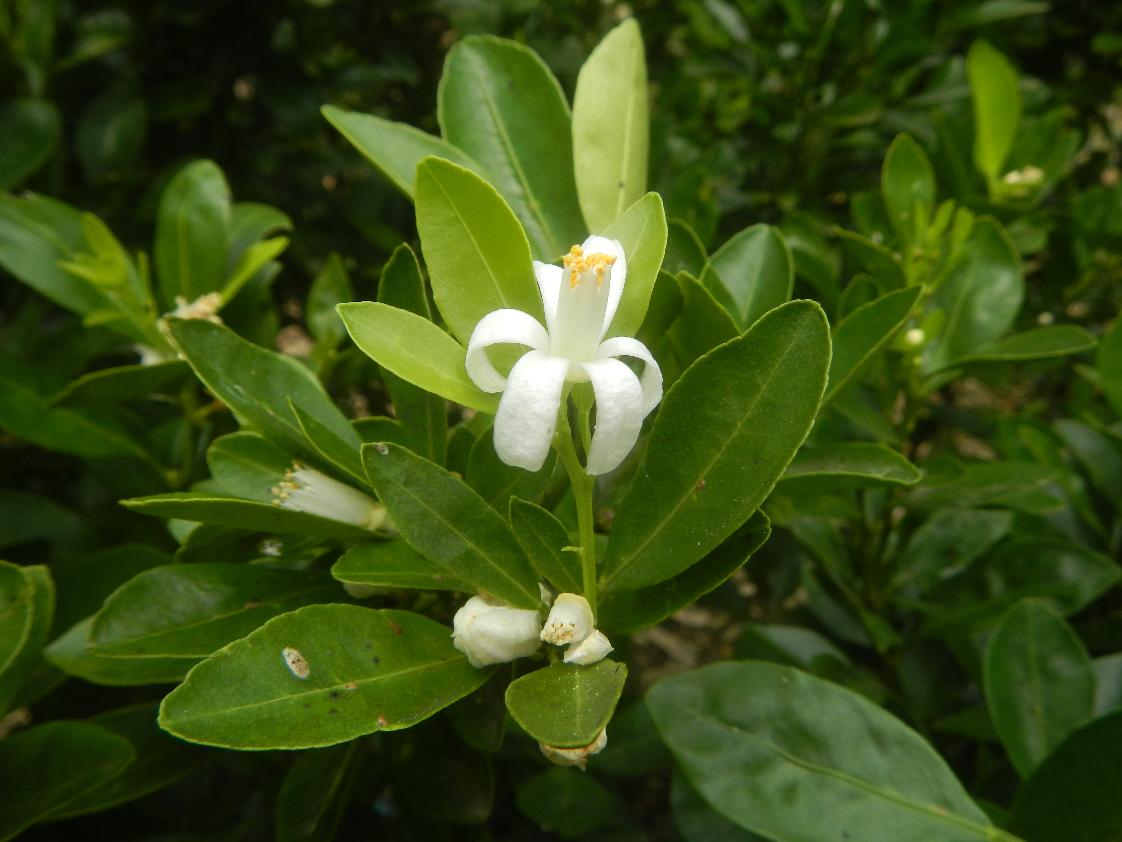 Citrus mitis