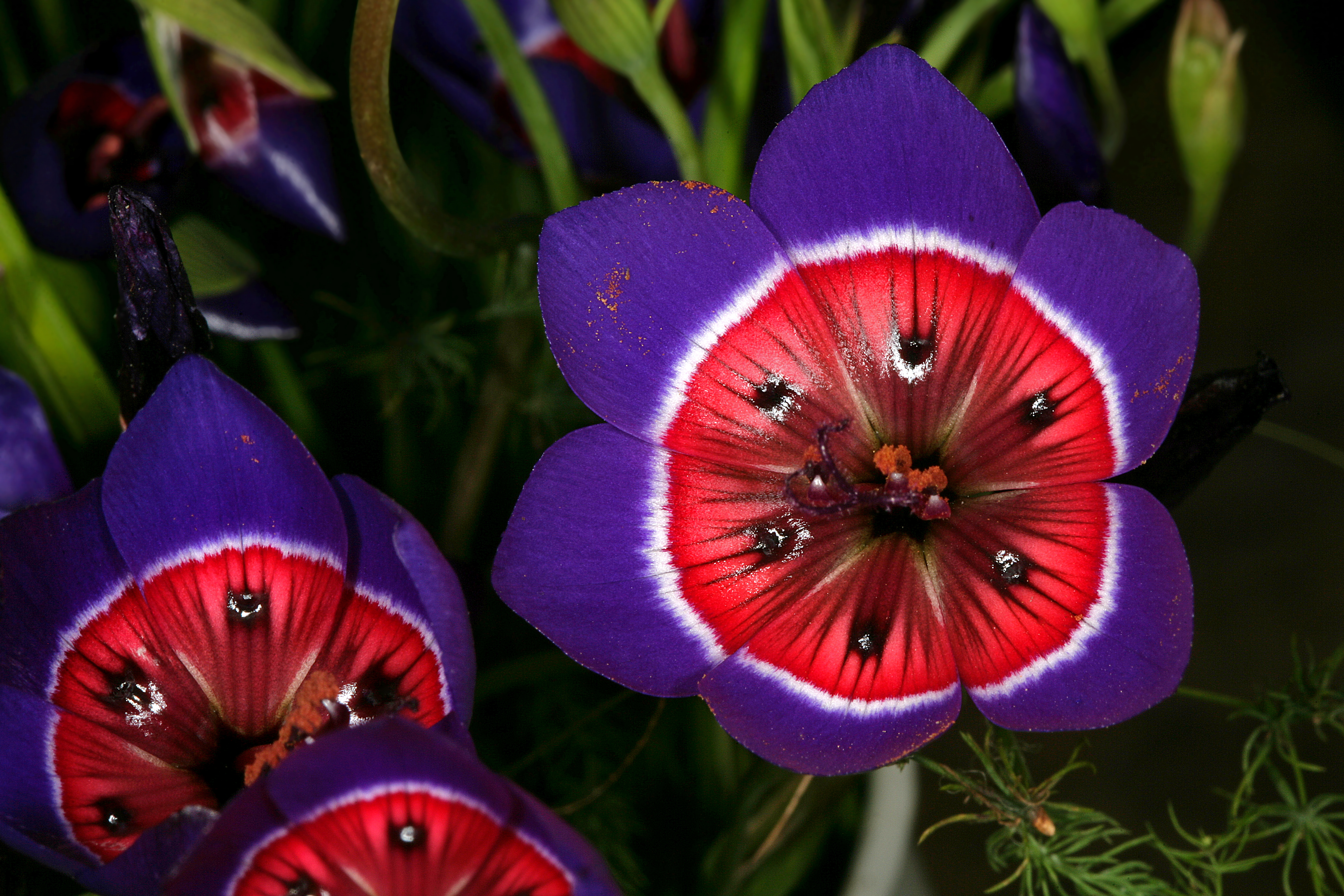 Geissorhiza radians