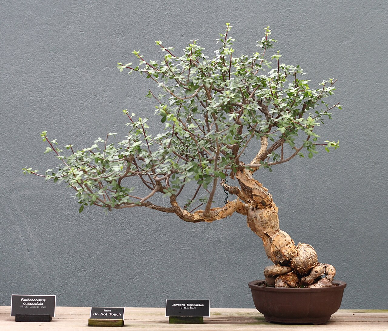 Bursera fagaroides