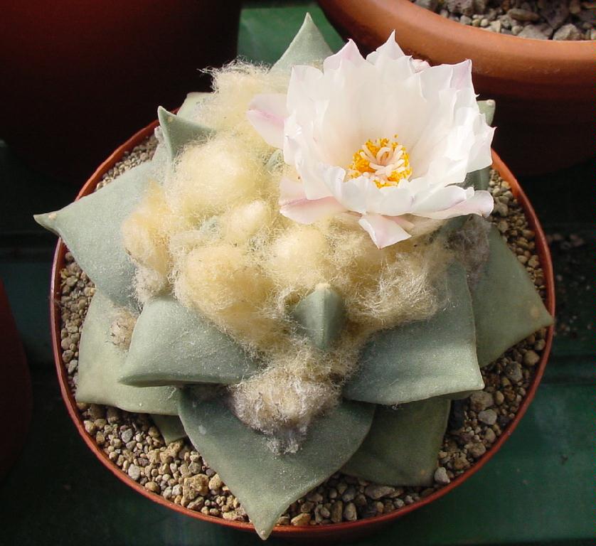 Ariocarpus furfuraceus